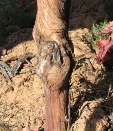 Click image for larger closeup.