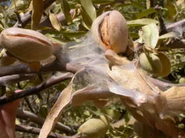 Spider mite webbing in Almonds