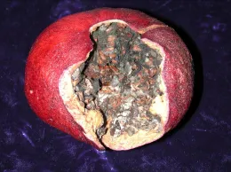 Pomegranate Black Heart