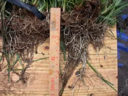 Root and tuber position after soil removal