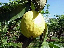 guava