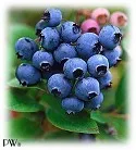 blueberries