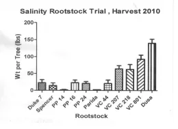 Table 1. Number of surviving avocado trees according to rootstock three years after the 2007 freeze.