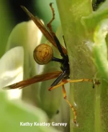 Social paper wasp, genus Mischocyttarus. (Photo by Kathy Keatley Garvey)