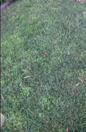 Figure 1b untreated oxalis