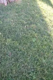 Figure 1b treated with FeHEDTA