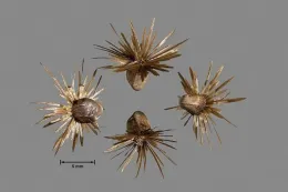 Wooly distaff thistle seeds (photo by J.M. DiTomaso)