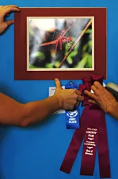 This photo of a flameskimmer dragonfly, the work of Rachael Dalmas of Fairfield, won best of division. (Photo by Kathy Keatley Garvey)