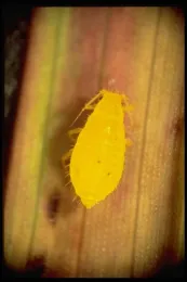 Yellow sugarcane aphid