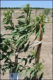 Figure 1. Stunted trees