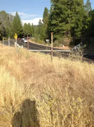 Yellow starthistle blooming along a highway corridor west of Yosemite National Park.