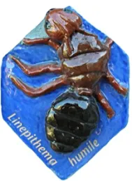 Argentine ant ready for adoption.