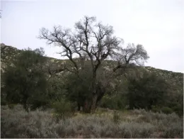 Photo Source: Kim Camilli, CAL FIRE