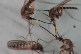 Aedes communis with orchid polynia