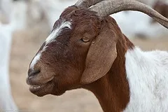 O'Hare-airport-goats