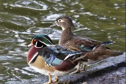wood-duck-pair-ii_resize02