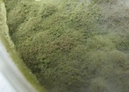 AF36 wheat seed after 10 days at 30 degrees celsius.