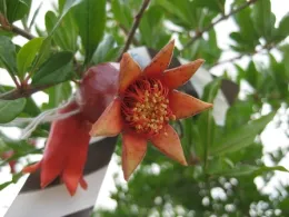 plus 1 week fruitlet