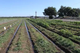 2013 UC Weed Day symptomology demo BDH