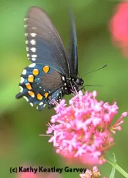 Pipevine swallowtail on Jupiter's Beard. (Photo by Kathy Keatley Garvey)