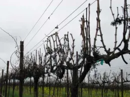 Double pruning can help prevent canker infection. Photo Credit: Rhonda Smith