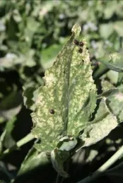 Bagrada bug nymphs on perennial pepperweed (Lepidium latifolium)