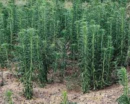 Marestail (Horseweed)
