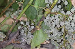 Powdery Mildew