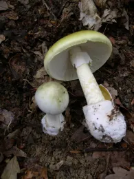 Amanita phalloides. Photo from Wikipedia.