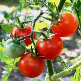 Tomatoes-on-vine