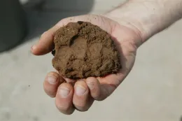 Clay Soil, Finger impressions (Small)