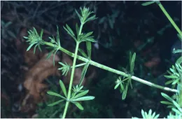 Cleavers herb, or bedstraw - a sticky garden weed