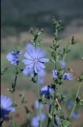 Chicory