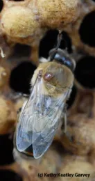 A mite on a drone. (Photo by Kathy Keatley Garvey)