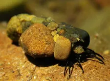 Carlson_caddis_sm