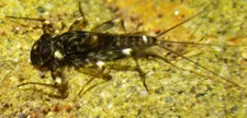 Carlson_mayfly_sm