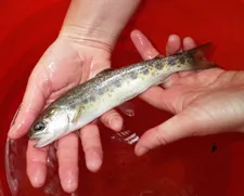 Carlson_steelhead_sm