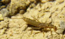 Carlson_stonefly_sm