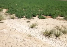 Leinfelder-Milessoilsm