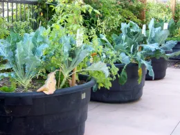 Indio Senior Center Garden