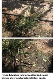 UCweedblog 093014 Fig1