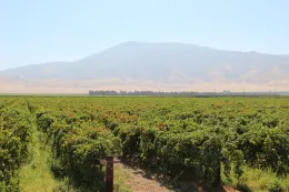 PD infected grape vineyard