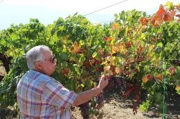 Rasining of clusters and yellowing of vine