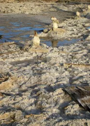 salton2