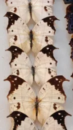 A sharp-eyed youngster visiting the Bohart Museum said these butterflies from Africa look like penguins. They are Protogoniomorpha parhassus aethips. (PHoto by Kathy Keatley Garvey)