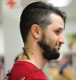 Entomology major Wade Spencer with his Bohart Museum friends, a Madagascar hissing cockroach and walking sticks. (Photo by Kathy Keatley Garvey)