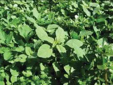 Weeds in cilantro