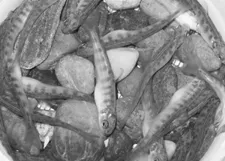 banet_fish