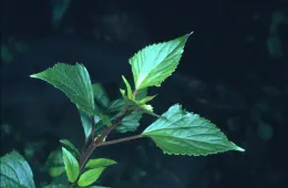 ageratina adenophora3