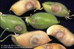 Figure 2. Ascochyta blight on garbanzo bean pods.